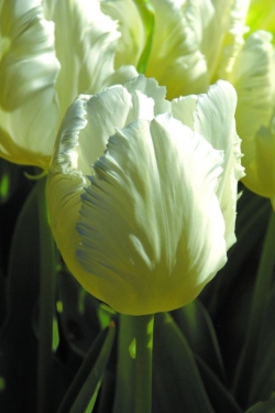Tulp White Parrot